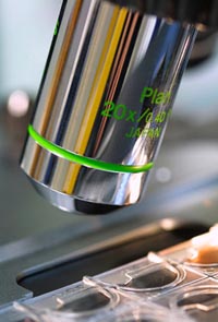 Stereo Microscopes